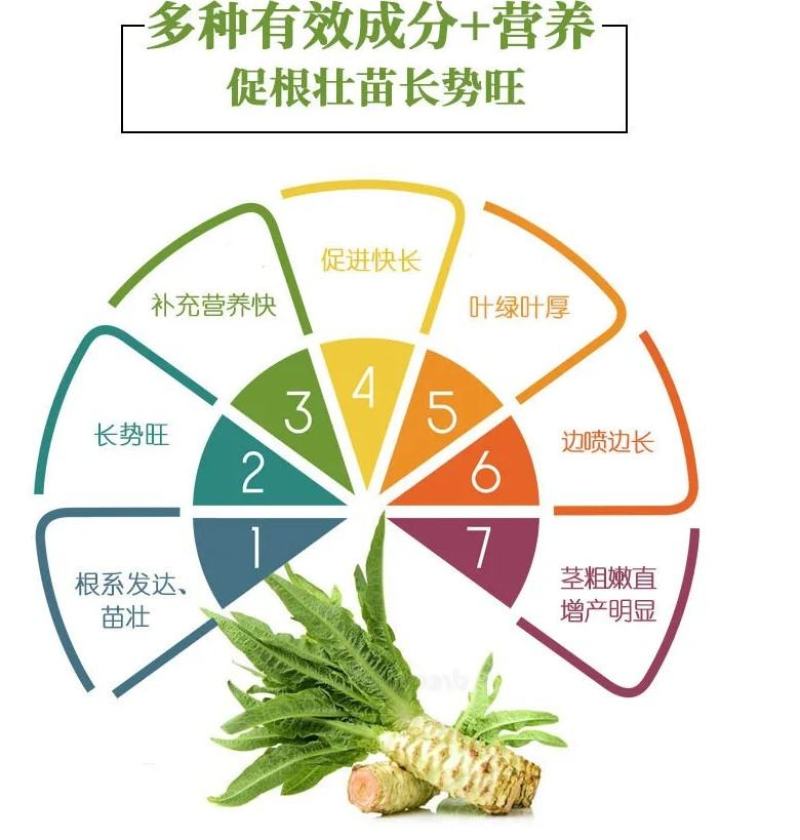 莴苣三控粗嫩直莴苣莴笋专用拉直膨大素控旺增粗防抽苔矮壮