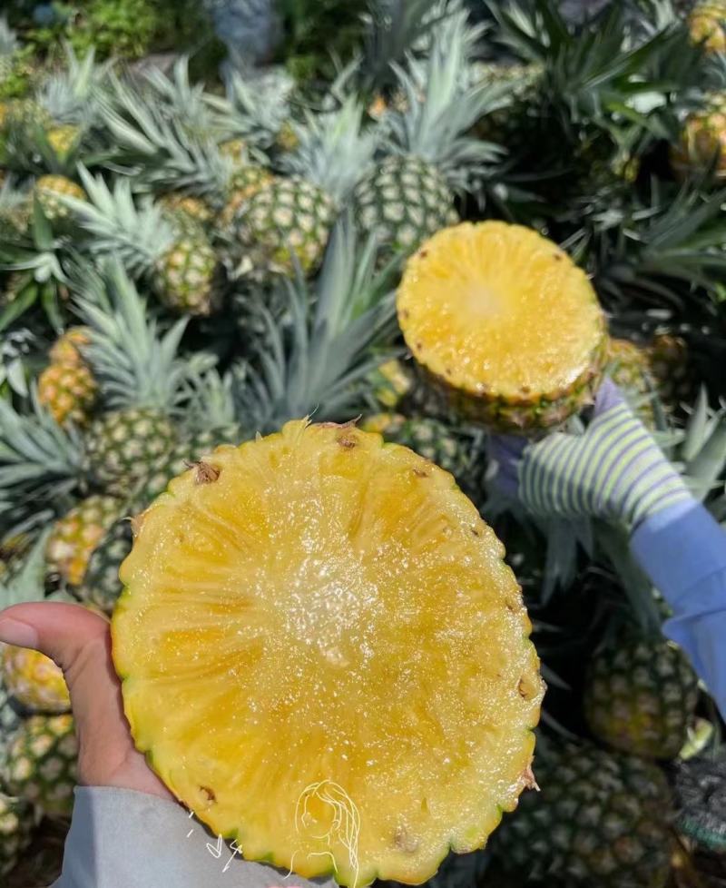 【海南金钻凤梨】一件代发，对接电商微商直播平台，产地直供
