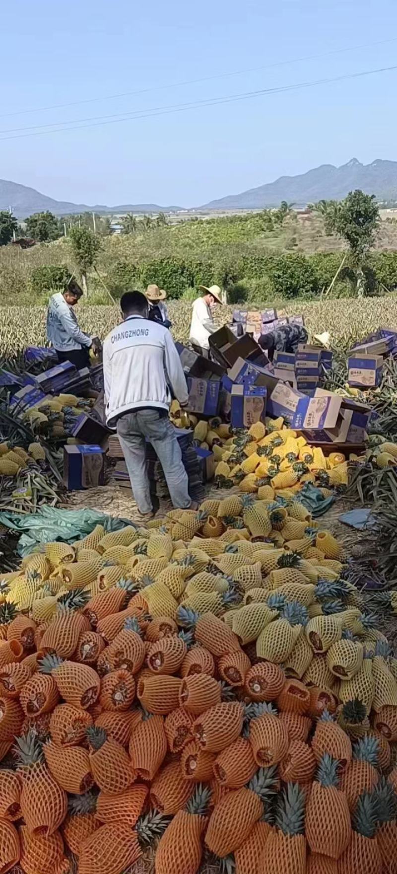 【海南金钻凤梨】一件代发，对接电商微商直播平台，产地直供