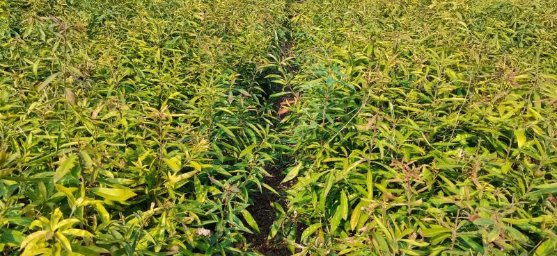 木荷裸根，杯苗14x16的杯，基地供货现货速发欢迎电联