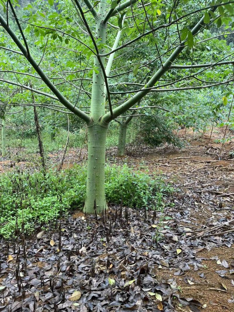 木棉树