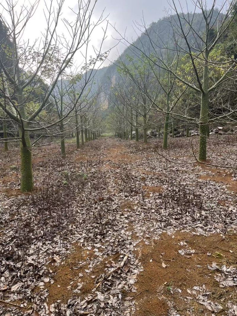 木棉树