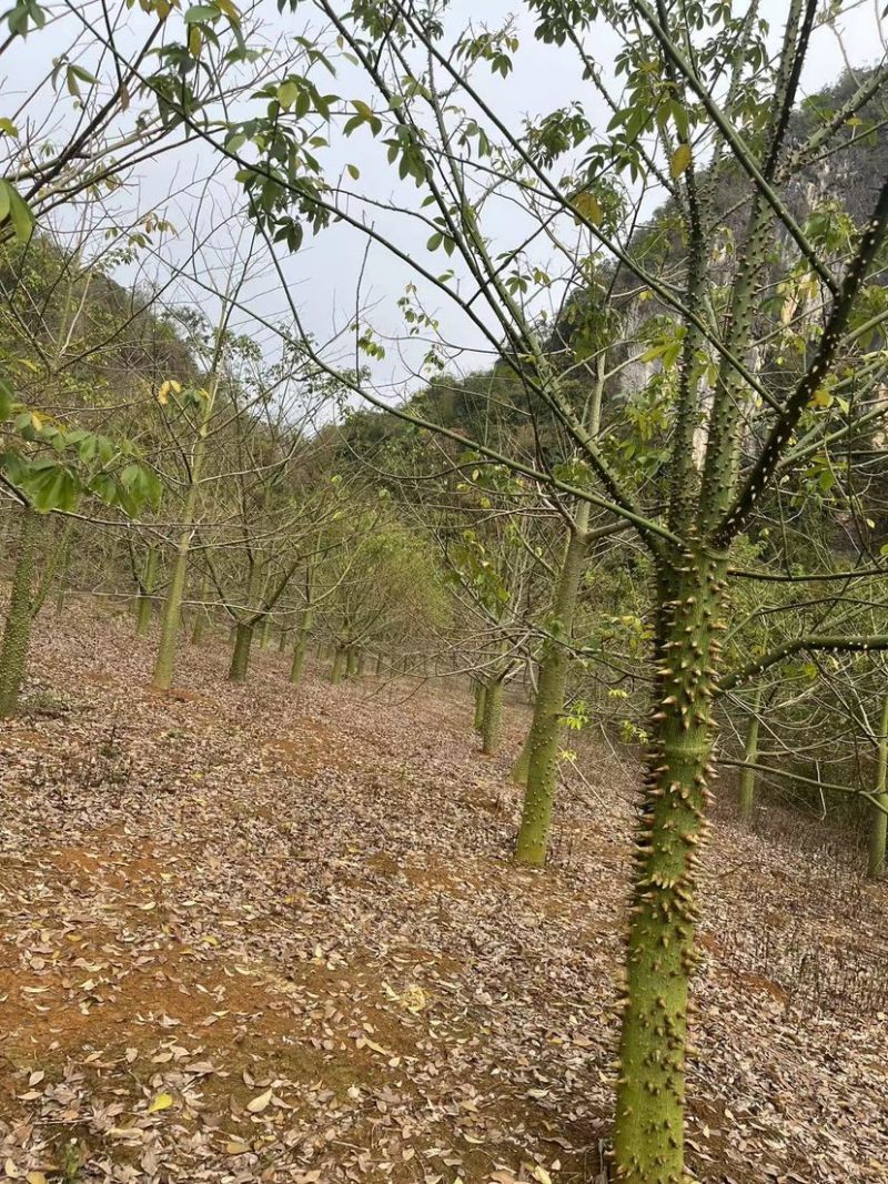 木棉树