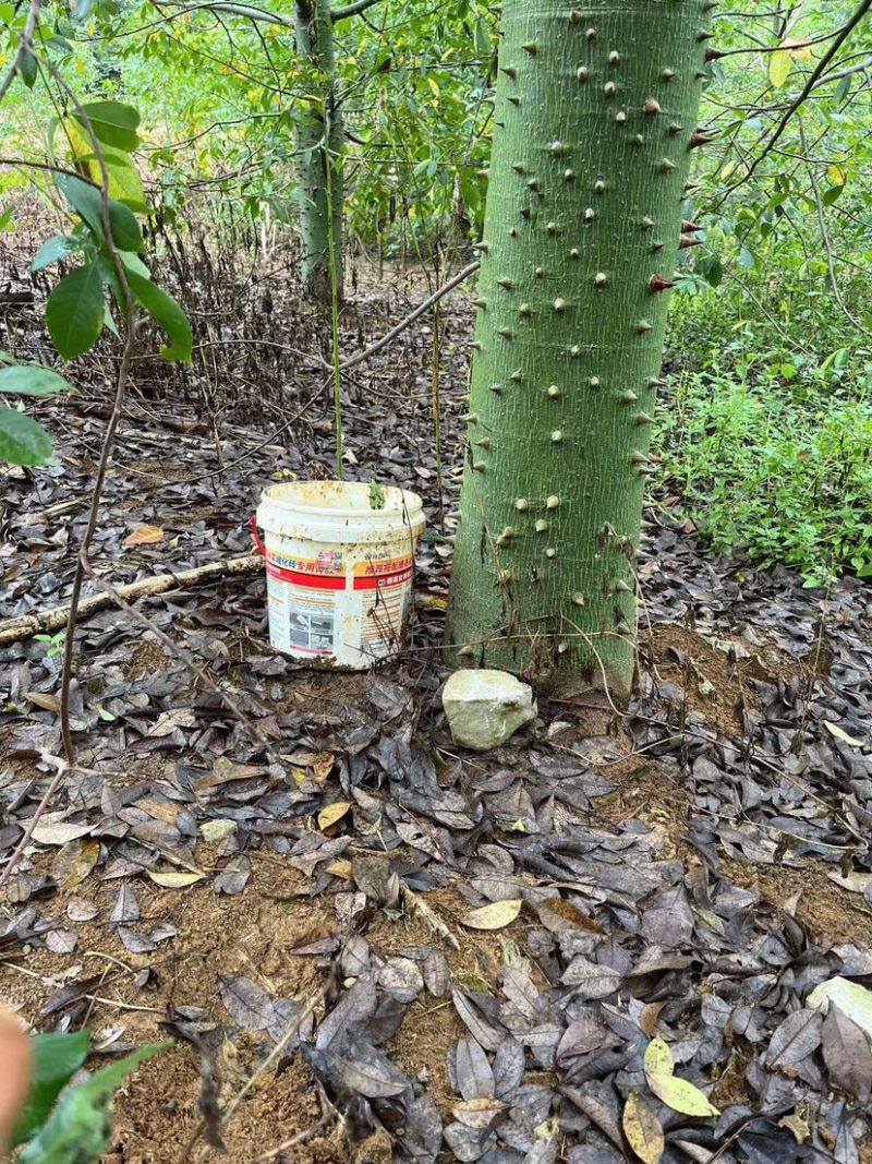 木棉树