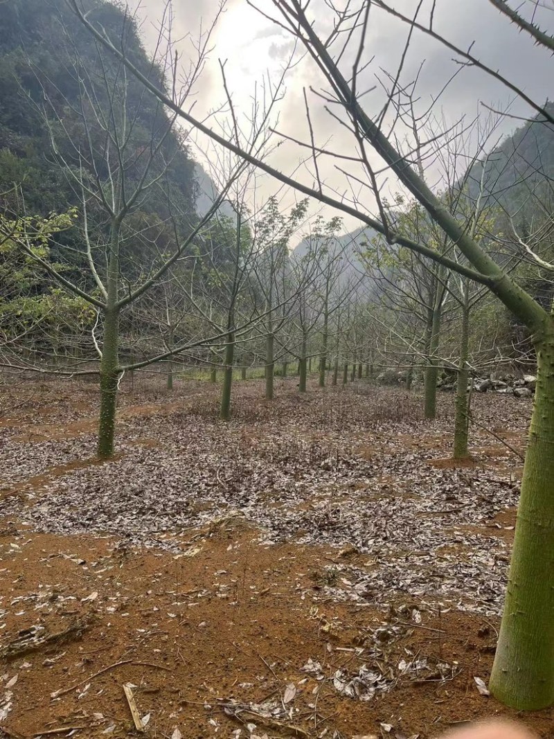 木棉树