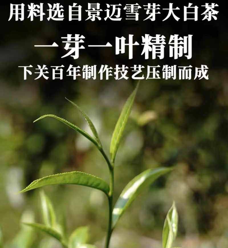 白露普洱茶饼干小白茶甘甜香润方便携带香甜可口