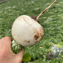 高山圆白萝卜，套袋，打冷，装袋，装框都可以。