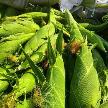 云南玉米水果玉米大量现货供应产地直发全国发货