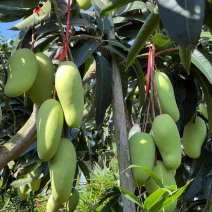 海南金煌芒一级果二级果产地包园代办供应全国批发市场