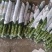 海富贵竹水养水培植物产地直发一件也是批发价包邮量大更优惠