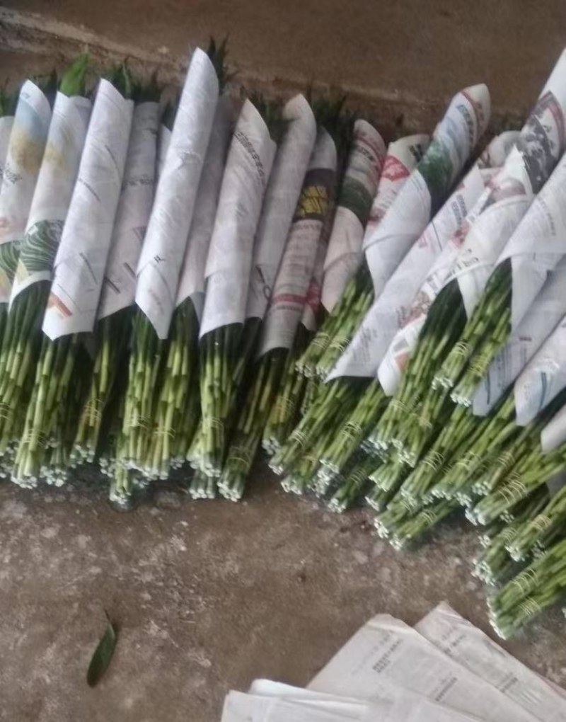 海富贵竹水养水培植物产地直发一件也是批发价包邮量大更优惠