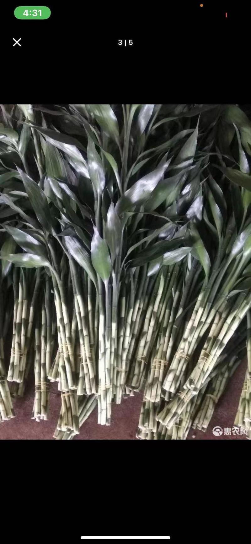 海富贵竹水养水培植物产地直发一件也是批发价包邮量大更优惠