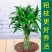 海富贵竹水养水培植物产地直发一件也是批发价包邮量大更优惠