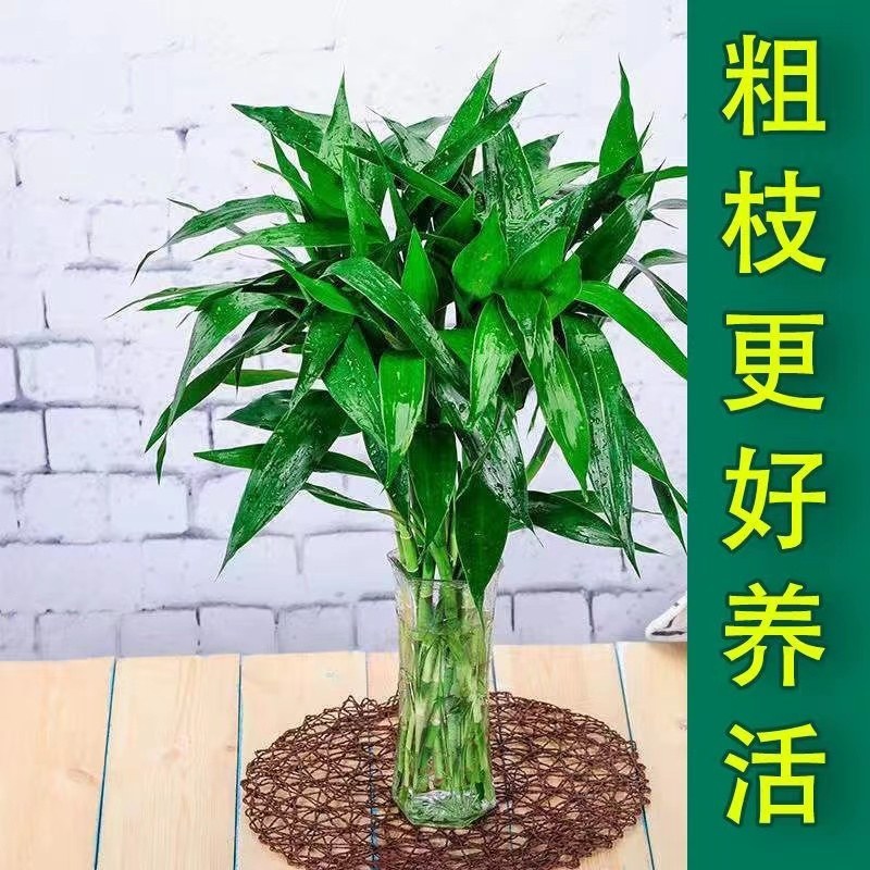 海富贵竹水养水培植物产地直发一件也是批发价包邮量大更优惠