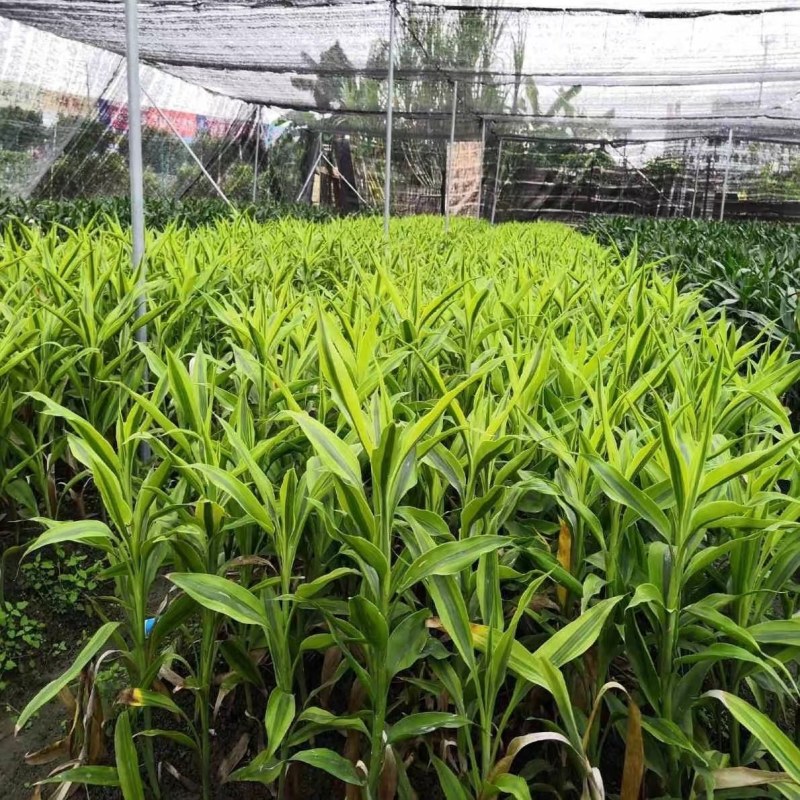 海富贵竹水养水培植物产地直发一件也是批发价包邮量大更优惠