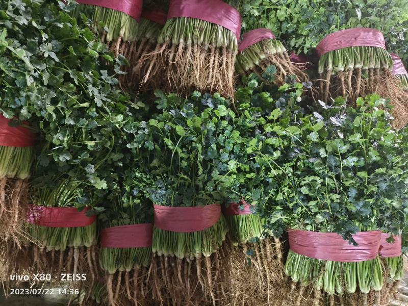 大棚鲜香菜大量供应，长期有货，要的老板联系
