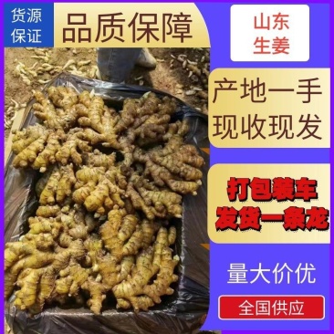 山东窖藏大黄姜,小黄姜产地批发对接电商批发零售商全国发货