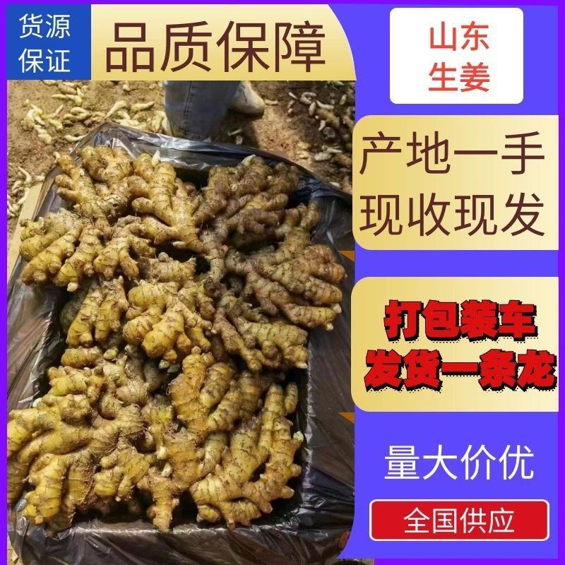 山东窖藏大黄姜，小黄姜产地批发对接电商批发零售商全国发货