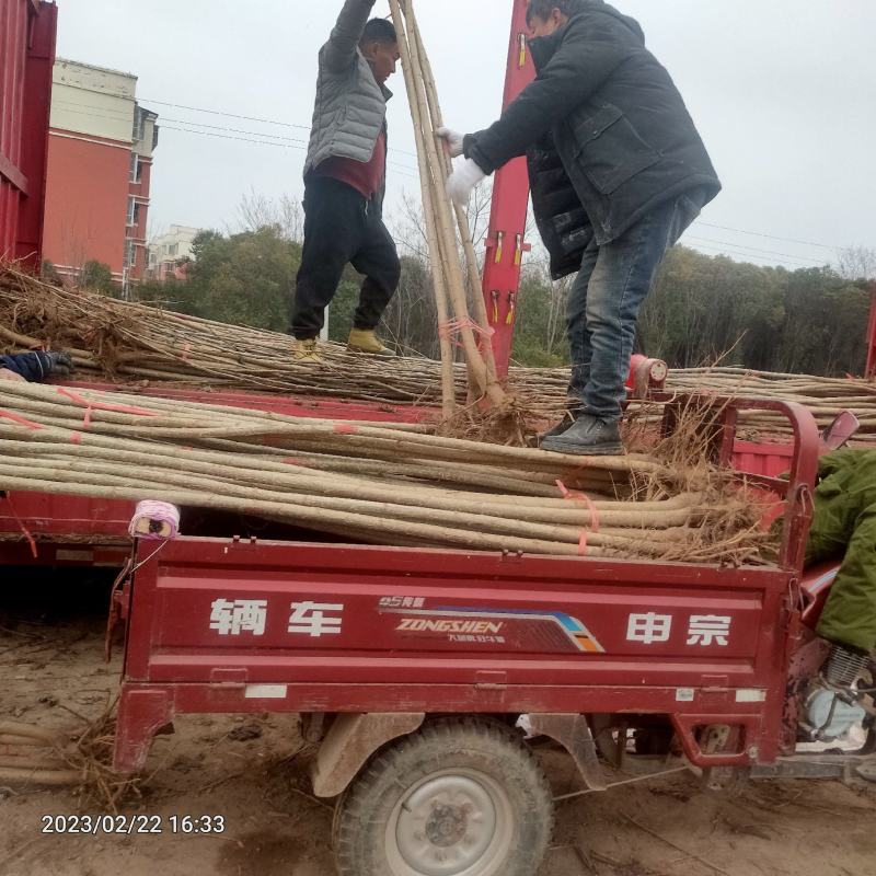107速生杨树苗，博丰，美达，北美黑杨，碧玉无絮杨树苗