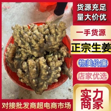 山东窖藏生姜大黄姜小黄姜常年供应，优质货源，量大从优