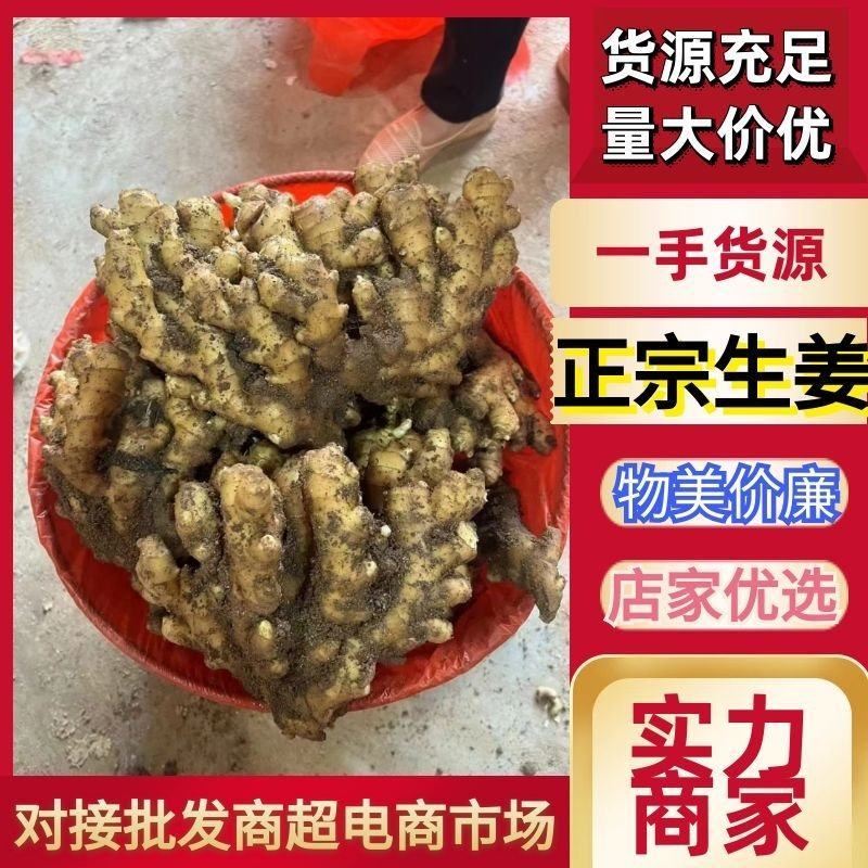 山东窖藏生姜大黄姜小黄姜常年供应，优质货源，量大从优