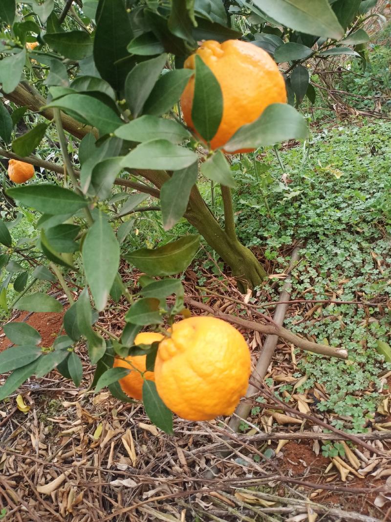 云南建水芦柑大量有货，看上的老板速联系！