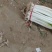 河北本地精品大葱大量上市了需要的老联系我