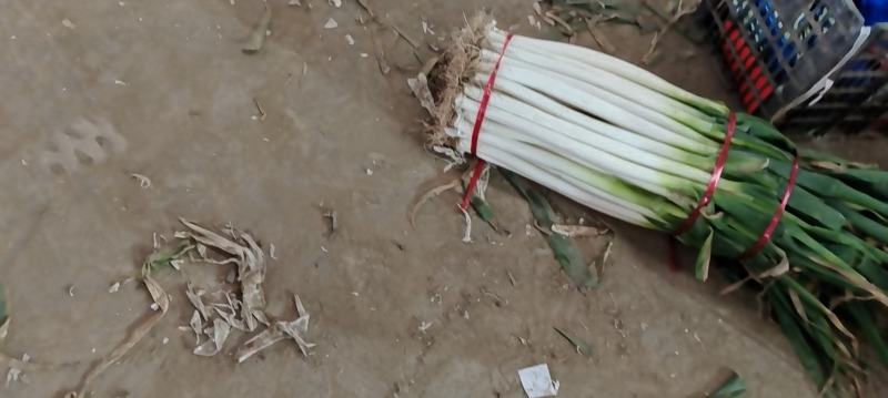 河北本地精品大葱大量上市了需要的老联系我