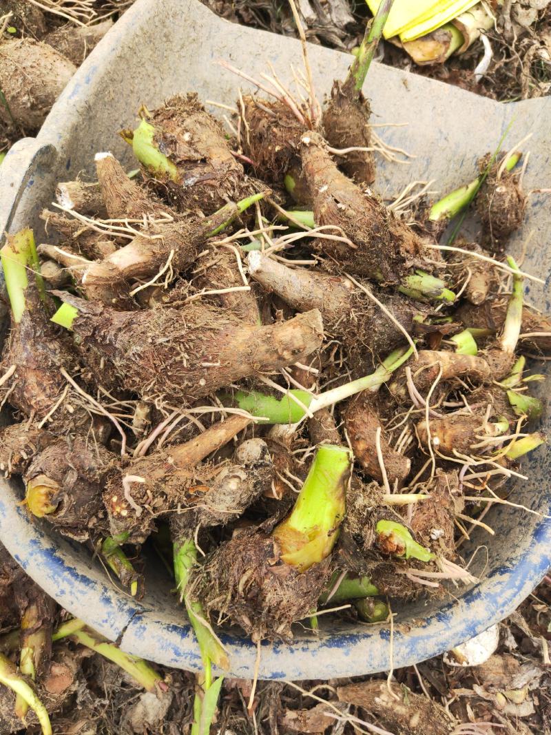 荔浦芋头仔，菜芋，芋仔大量现货，欢迎老板咨询