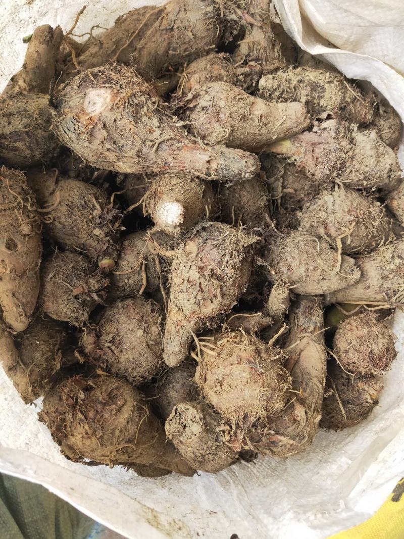 荔浦芋头仔，菜芋，芋仔大量现货，欢迎老板咨询