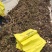 荔浦芋头仔，菜芋，芋仔大量现货，欢迎老板咨询