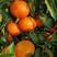 广西产地直供精品纯甜沃柑，砂糖橘，一手货源，随到随装！