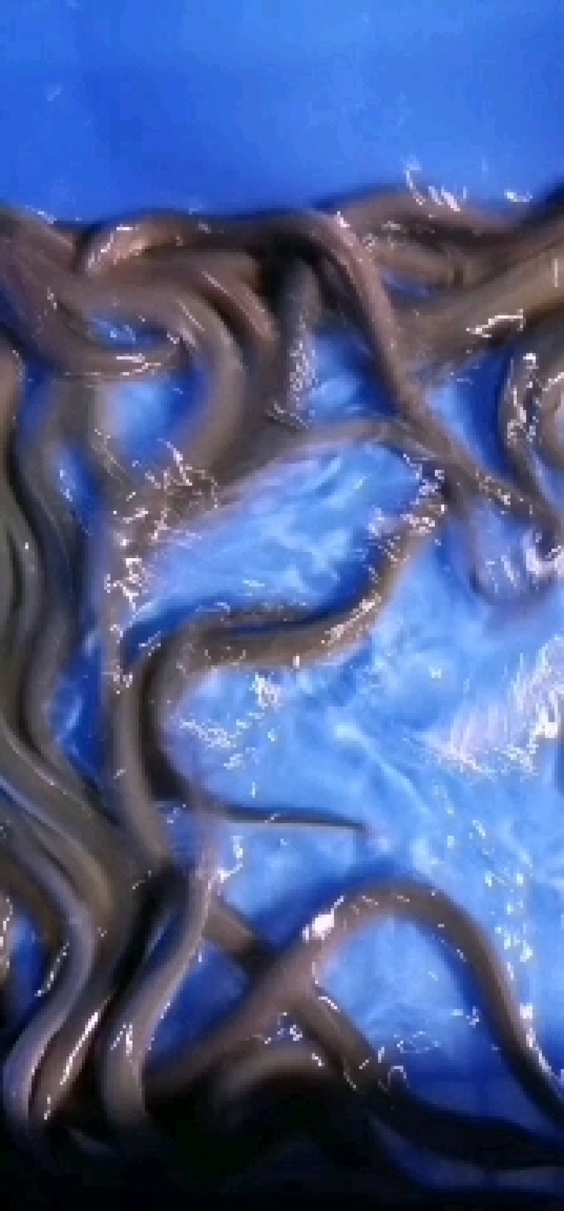 淡水鱼，白鳝鱼苗，鳗鱼苗