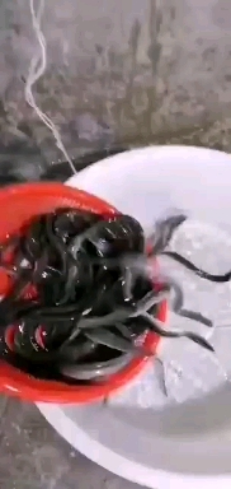 淡水鱼，白鳝鱼苗，鳗鱼苗