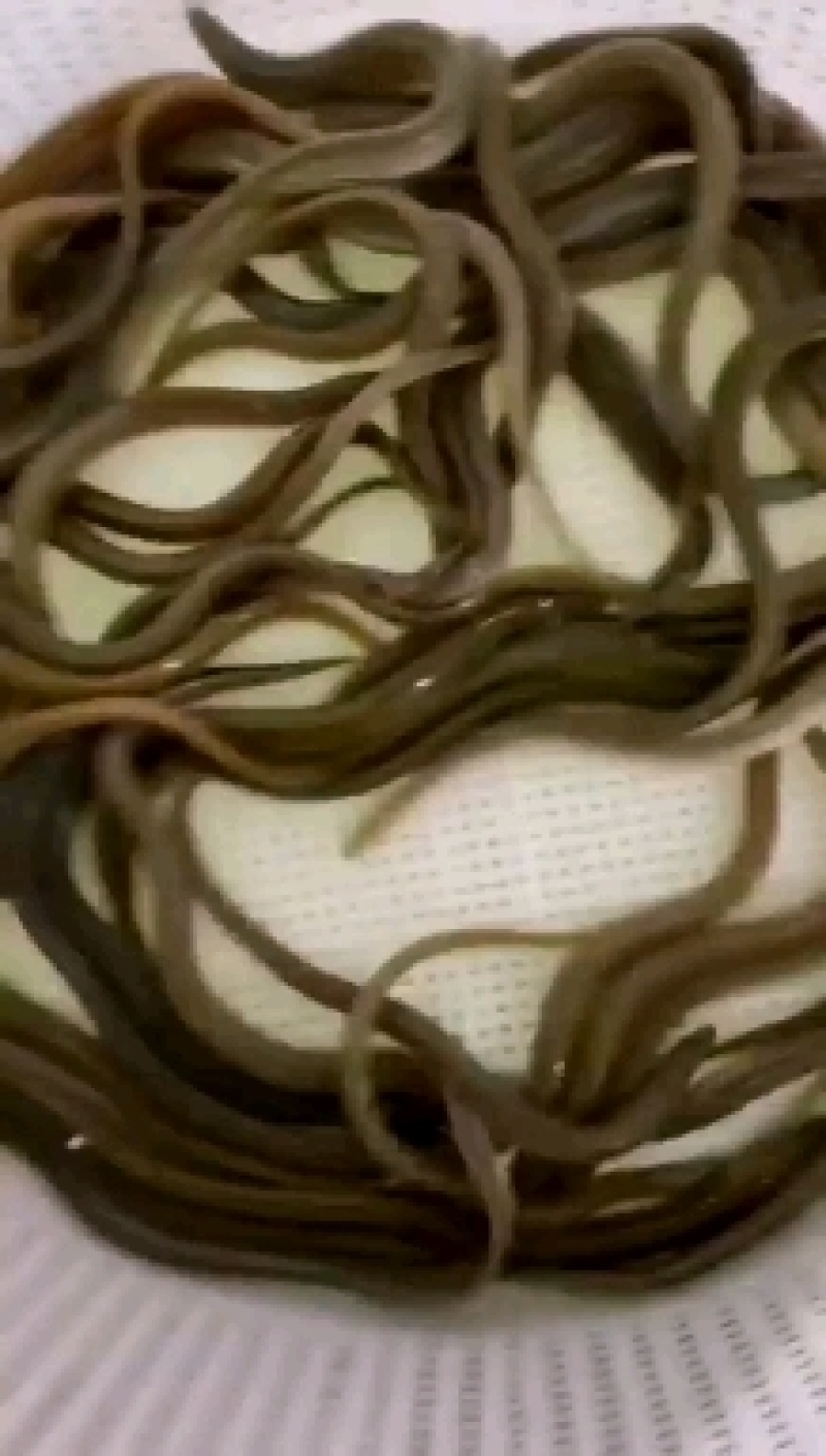 淡水鱼，白鳝鱼苗，鳗鱼苗