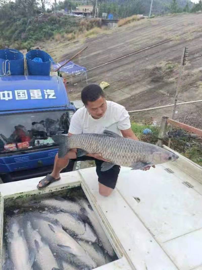 [青鱼]基地直供广东水产批发一手货源价格优惠支持视频看货