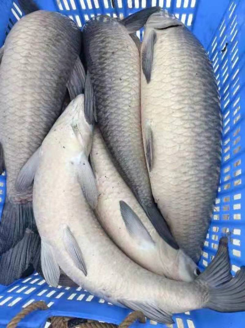 [青鱼]基地直供广东水产批发一手货源价格优惠支持视频看货