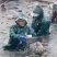 [青鱼]基地直供广东水产批发一手货源价格优惠支持视频看货