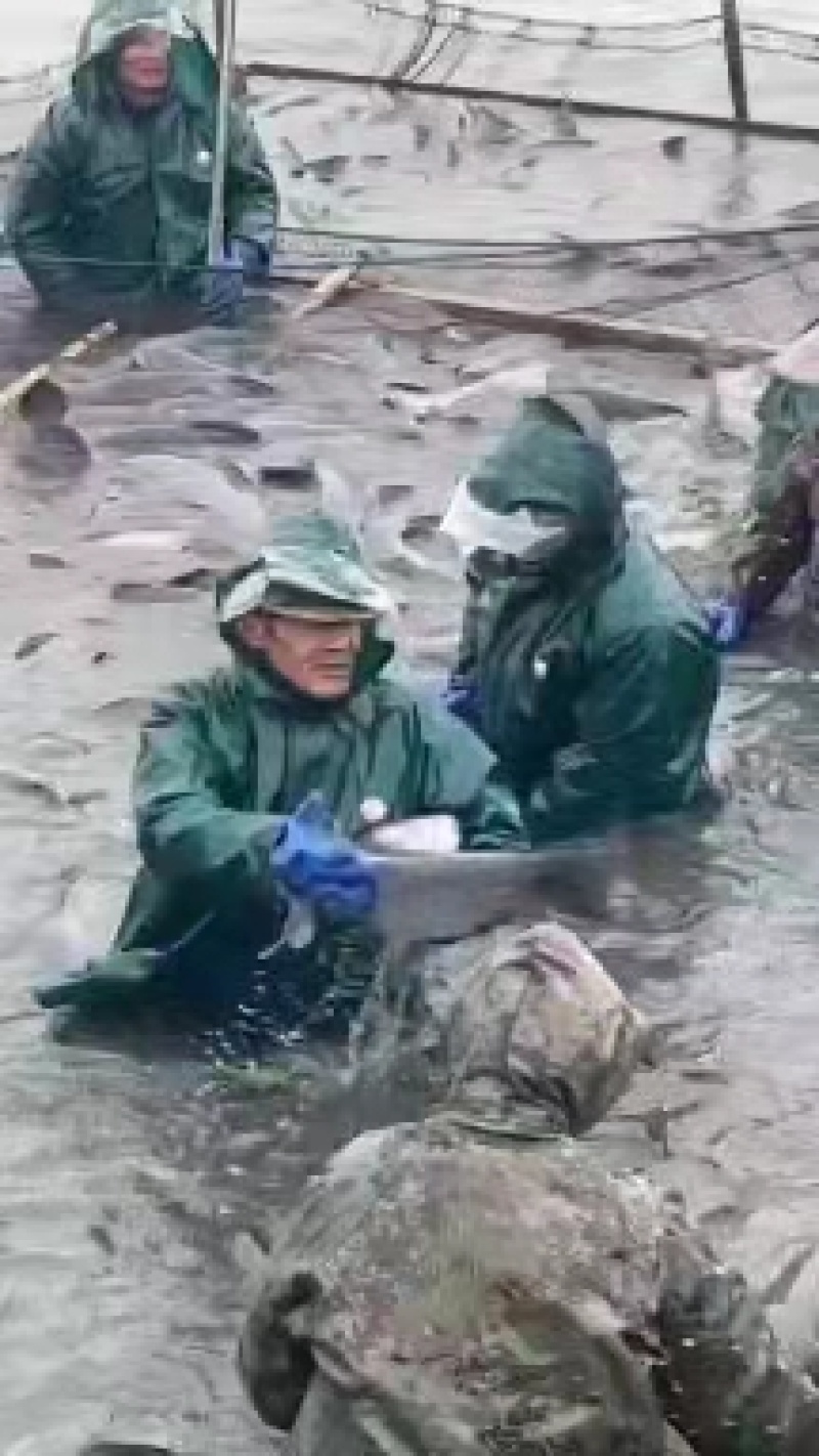 [青鱼]基地直供广东水产批发一手货源价格优惠支持视频看货