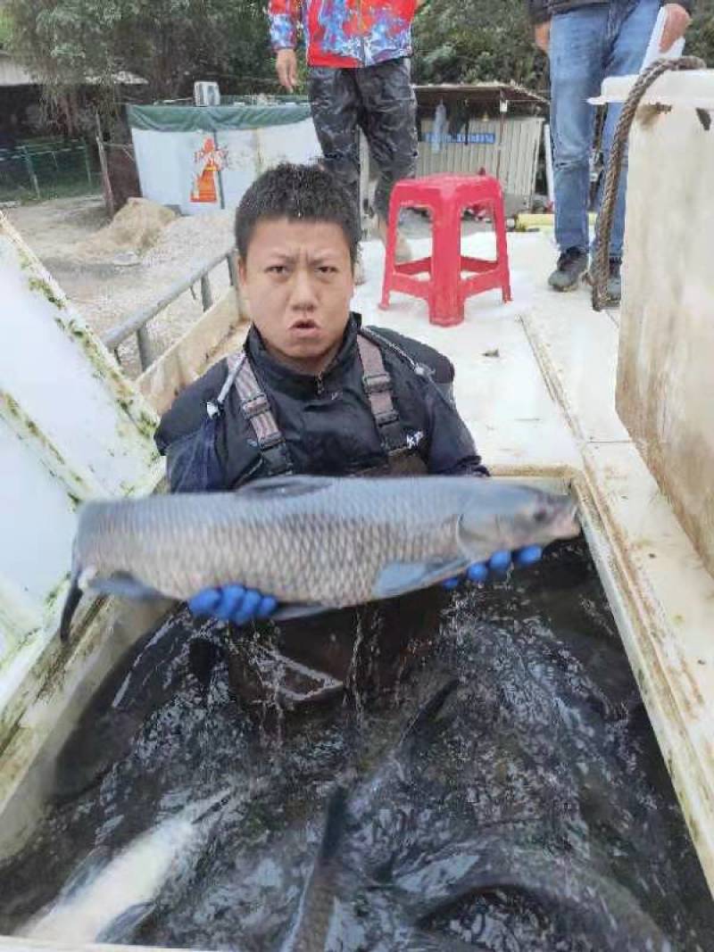 [青鱼]基地直供广东水产批发一手货源价格优惠支持视频看货