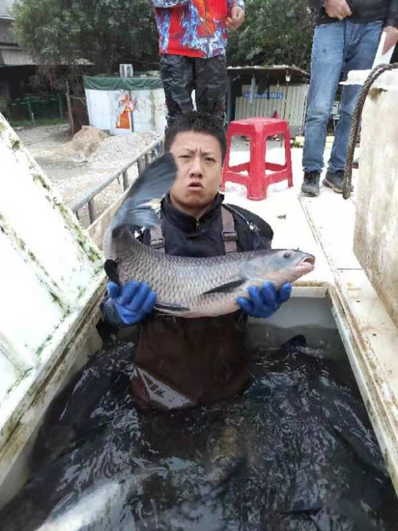 [青鱼]基地直供广东水产批发一手货源价格优惠支持视频看货