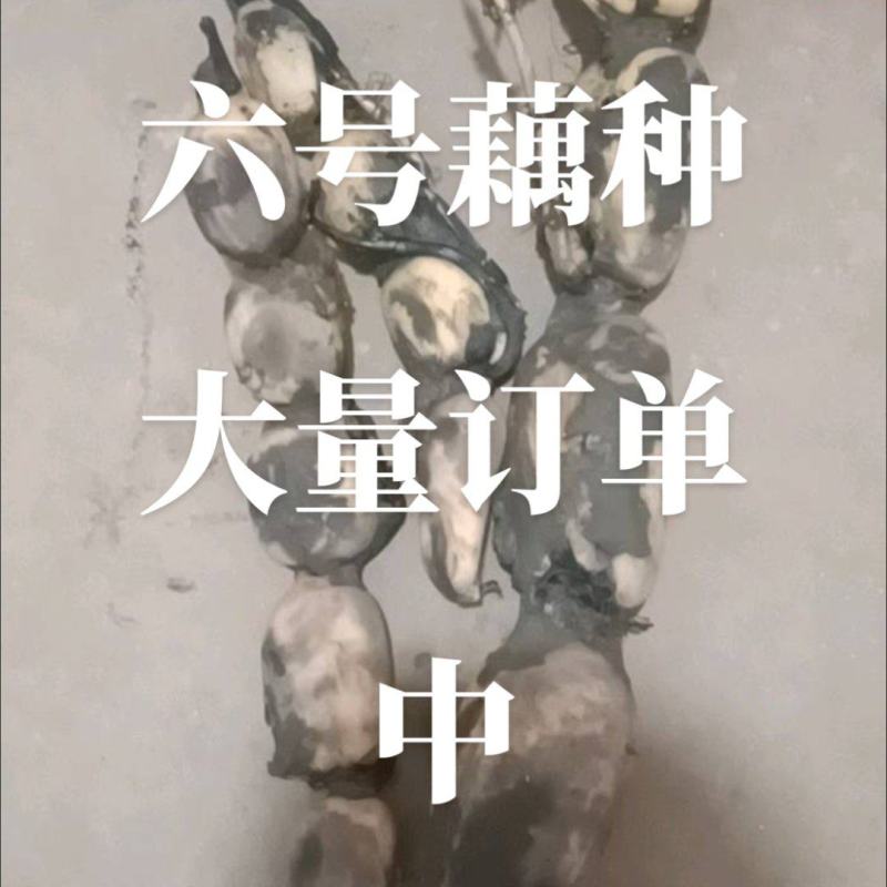 六号藕种大量订单中