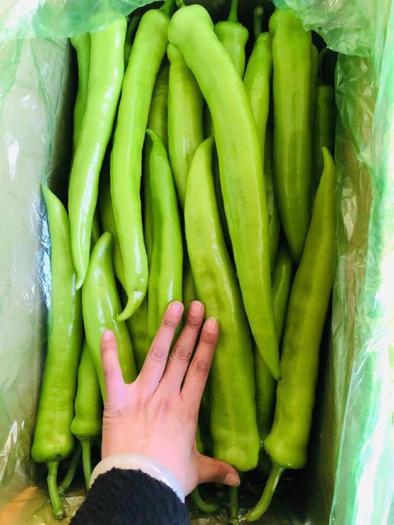 东北辽宁精品辣椒尖椒青辣椒一手好货量大从优欢迎咨询