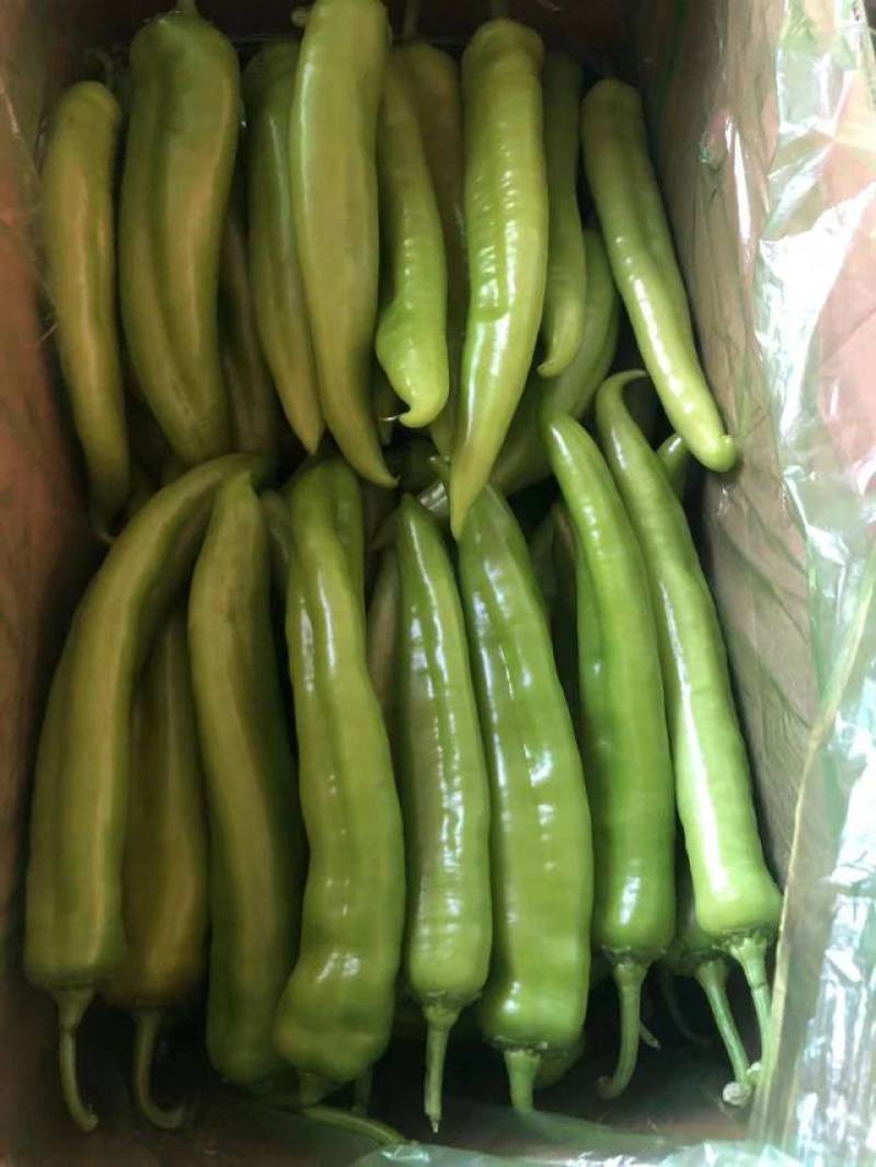 东北辽宁精品辣椒尖椒青辣椒一手好货量大从优欢迎咨询