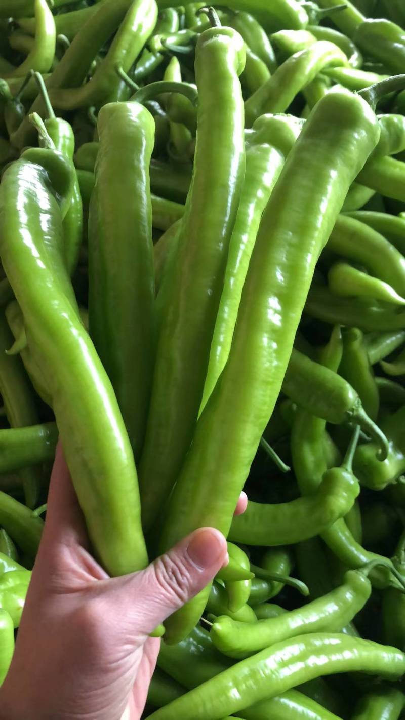 东北辽宁精品辣椒尖椒青辣椒一手好货量大从优欢迎咨询
