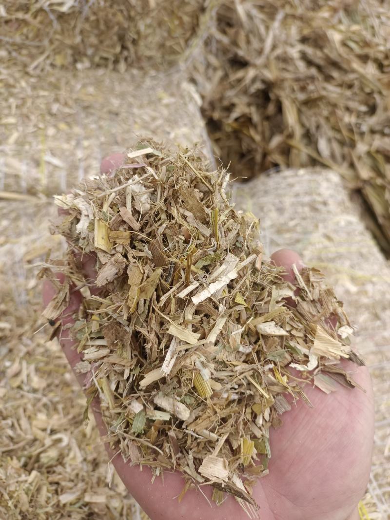 干玉米秸秆揉丝草粉、铡段压块，风选除尘水分安全过夏