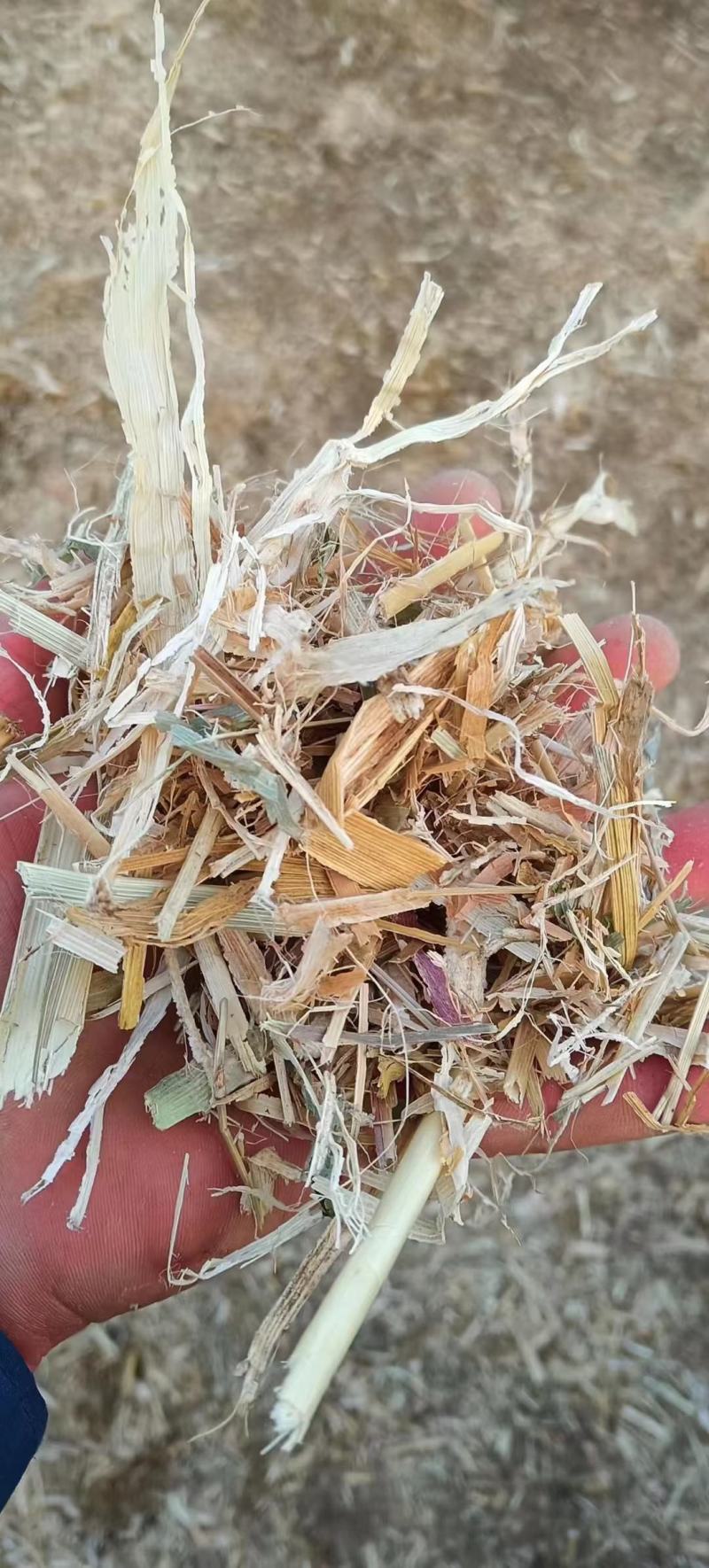 干玉米秸秆揉丝草粉、铡段压块，风选除尘水分安全过夏