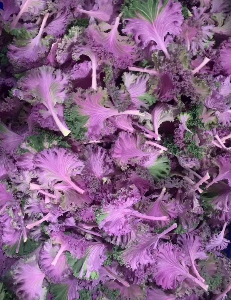 紫羽衣甘蓝牡丹叶紫甘兰