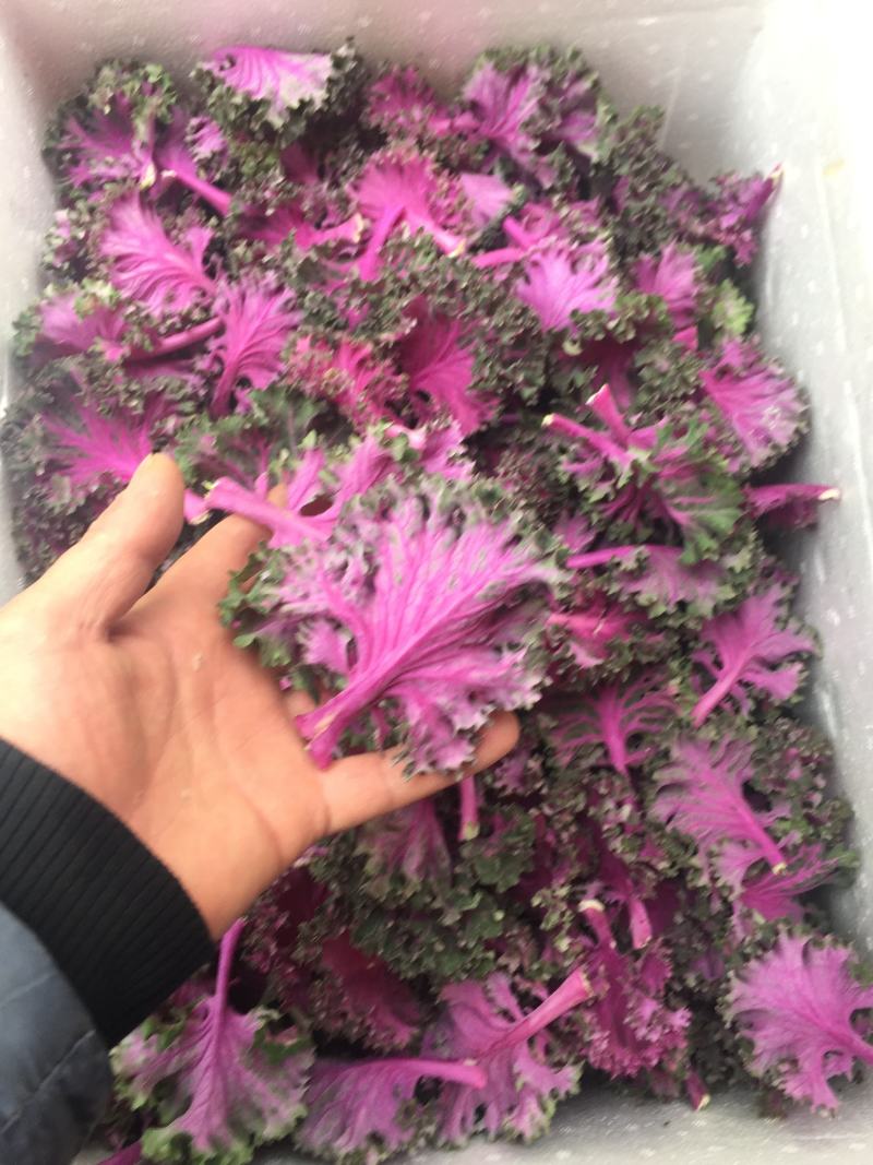 紫羽衣甘蓝牡丹叶紫甘兰