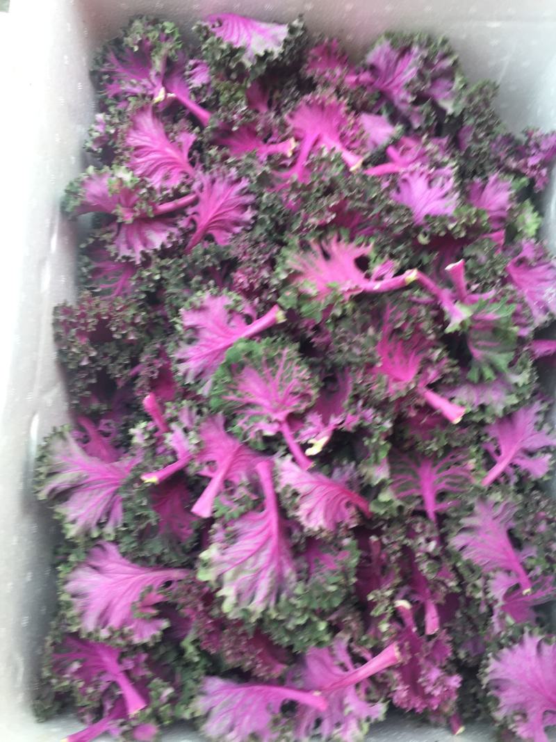 紫羽衣甘蓝牡丹叶紫甘兰